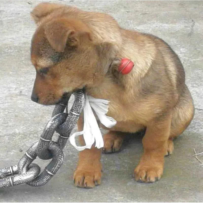 Hundhalsband för små hundar överdimensionerat